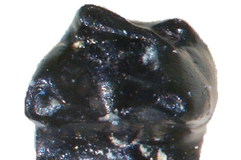 Tiny 'ice mouse' survived Arctic cold in the age of dinosaurs