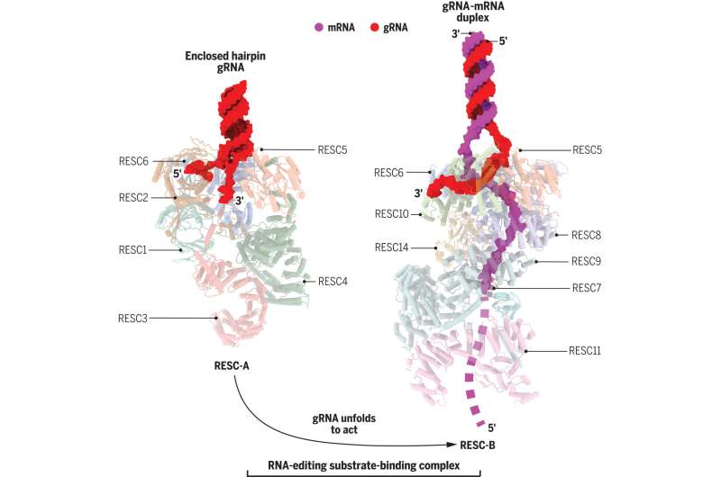 Molecular biologists identify framework for understanding RNA editing in a disease-causing parasite